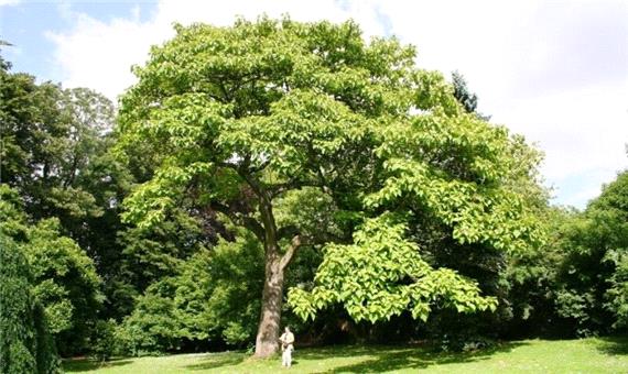 ترویج کاشت درخت «پالونیا »در شمال کشور فرصت یا تهدید