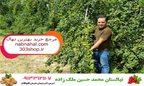 کسب سود میلیاردی با کاشت این درختان