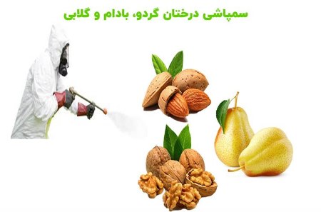 پیام مازند